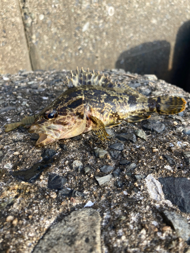 タケノコメバルの釣果