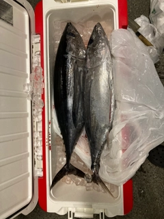 ビンチョウマグロの釣果