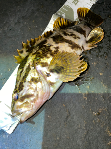 タケノコメバルの釣果