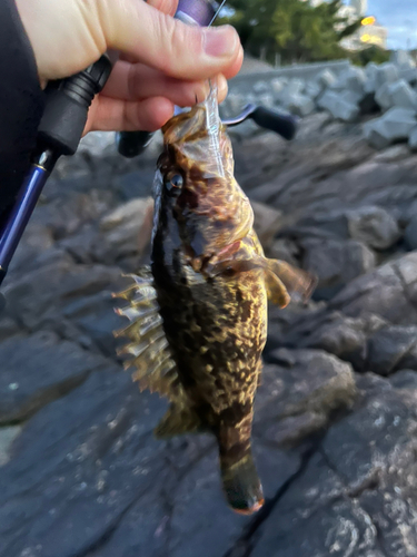 タケノコメバルの釣果