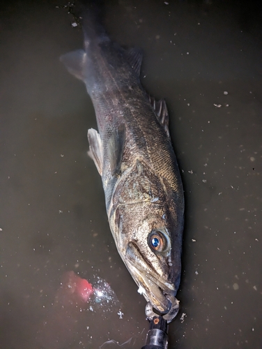 スズキの釣果