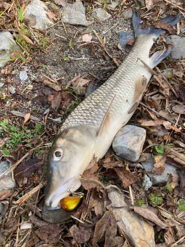 ニゴイの釣果