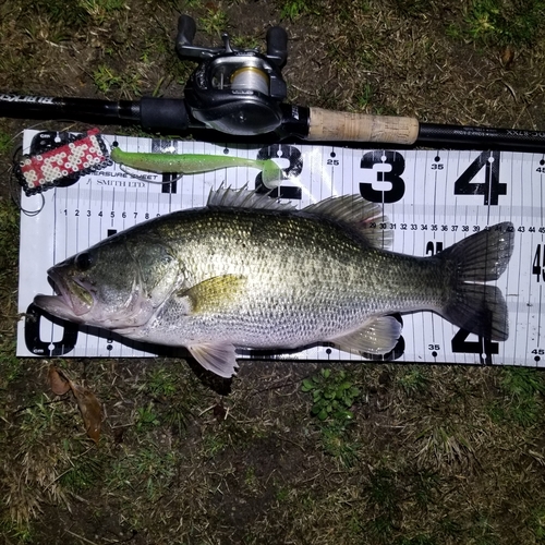 ブラックバスの釣果