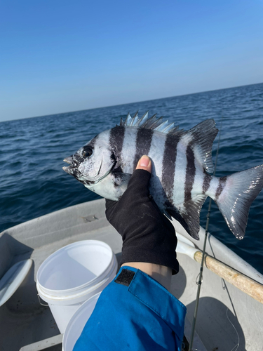 イシダイの釣果