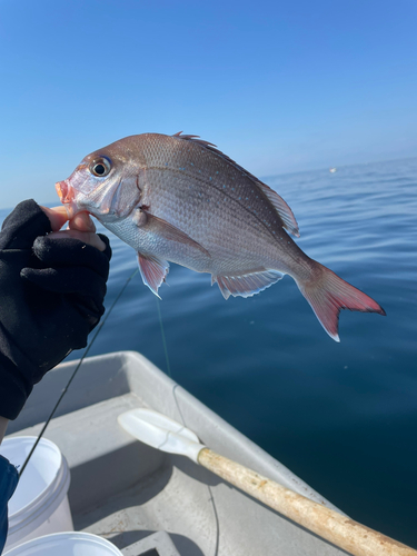 マダイの釣果