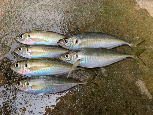 アジの釣果