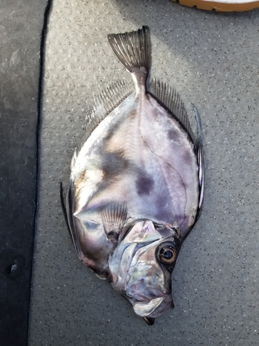 カガミダイの釣果