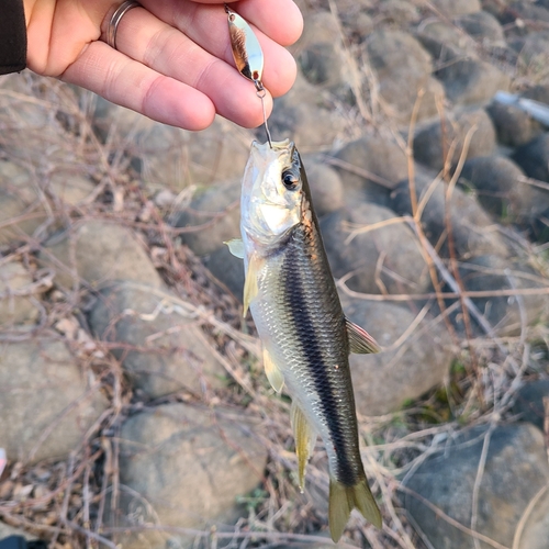 カワムツの釣果