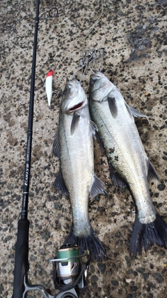 シーバスの釣果