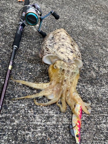 コブシメの釣果