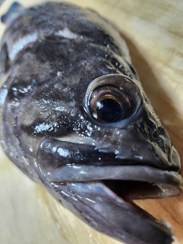 クロソイの釣果