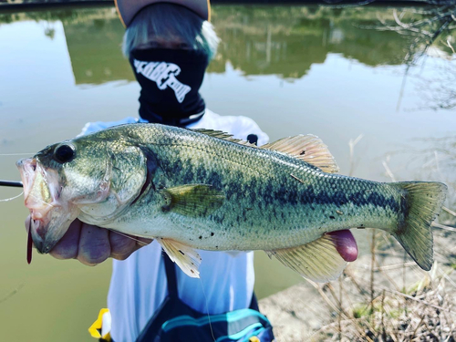 ブラックバスの釣果