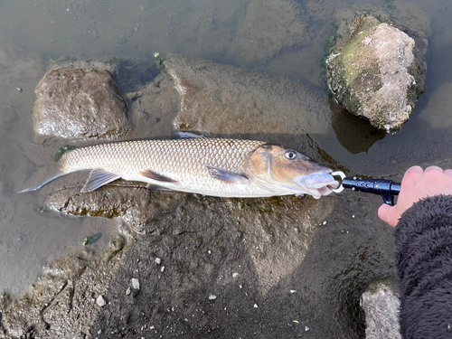 ニゴイの釣果