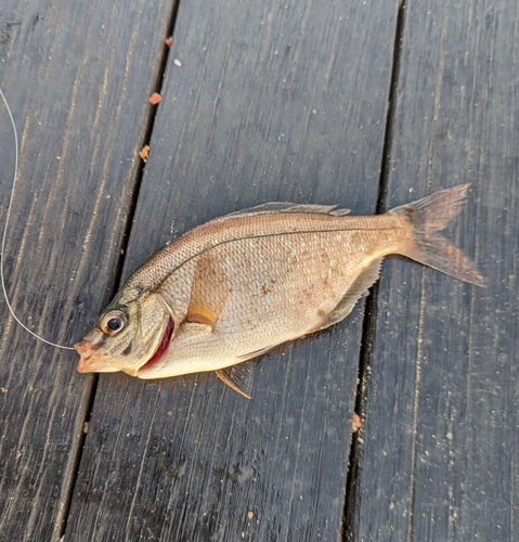 ウミタナゴの釣果