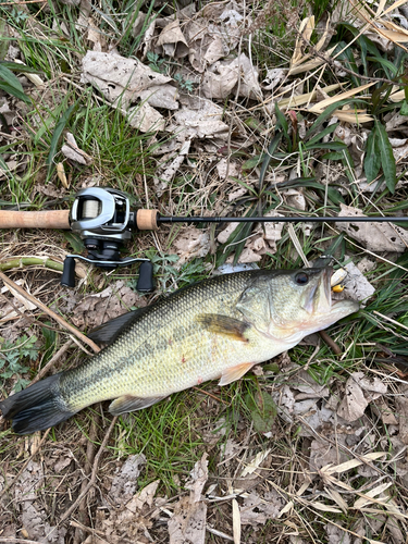 ラージマウスバスの釣果