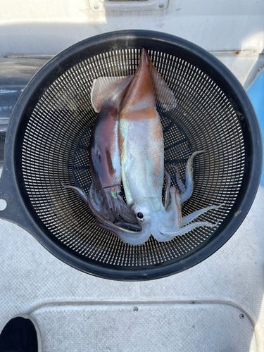 スルメイカの釣果