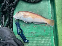 シロアマダイの釣果