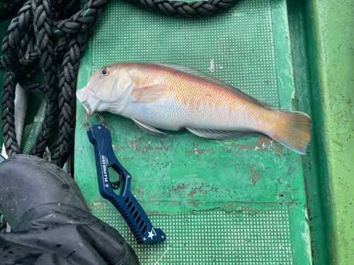 シロアマダイの釣果