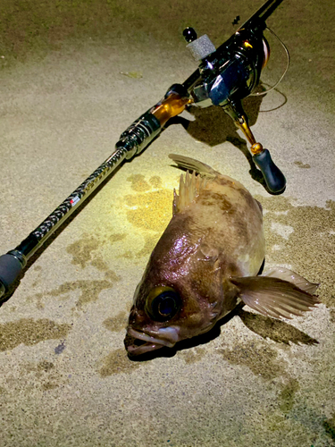 シロメバルの釣果