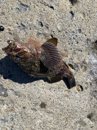 クロソイの釣果