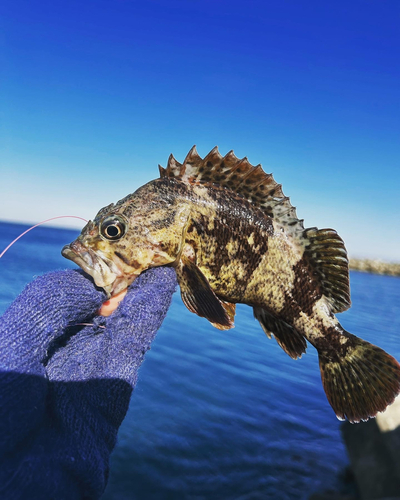 マゾイの釣果