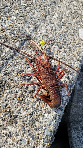 イセエビの釣果