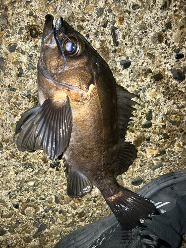 メバルの釣果