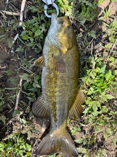 スモールマウスバスの釣果