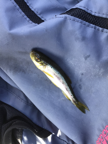 カワムツの釣果