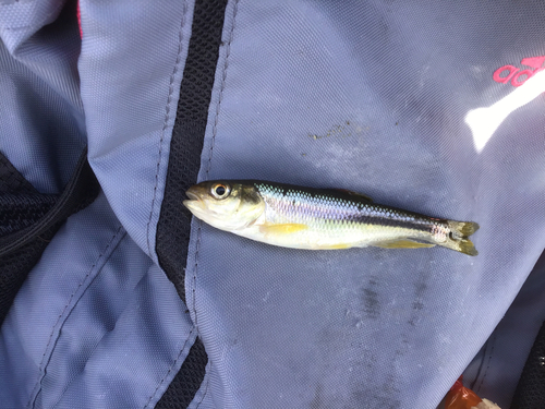 カワムツの釣果