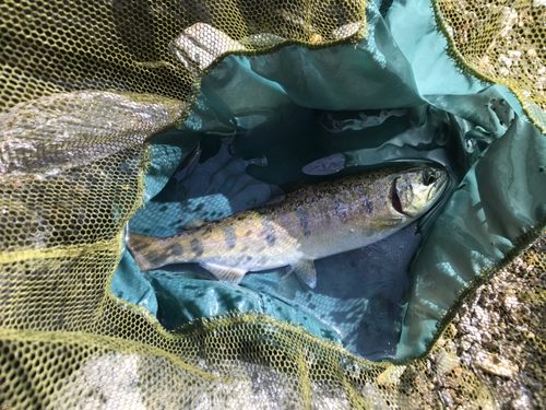 アマゴの釣果