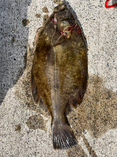 カレイの釣果