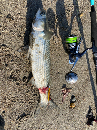 ボラの釣果