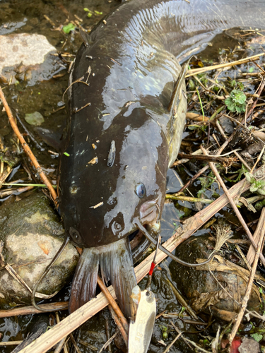 ナマズの釣果