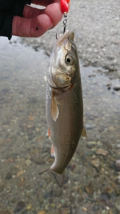 ウグイの釣果