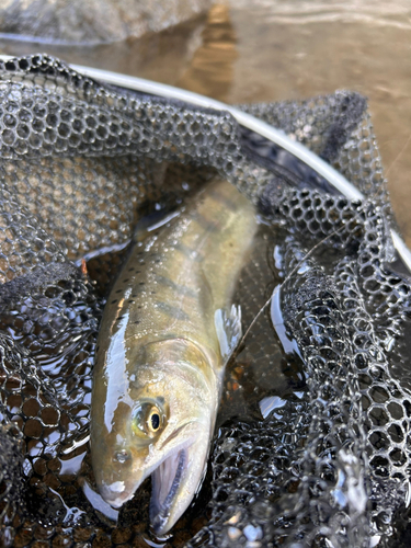 ヤマメの釣果