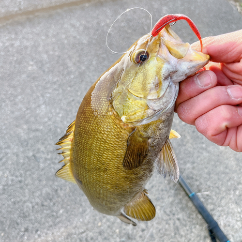 スモールマウスバスの釣果