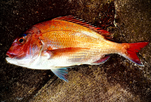 マダイの釣果