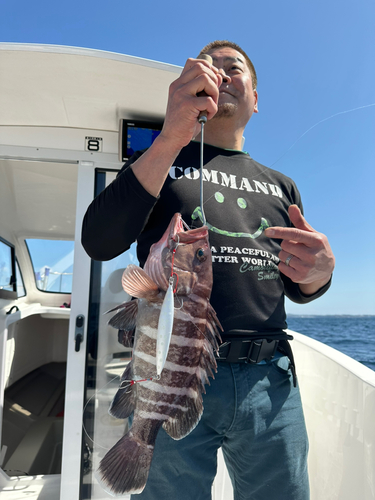 マハタの釣果