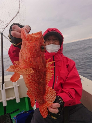 オニカサゴの釣果