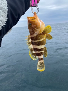 アオハタの釣果