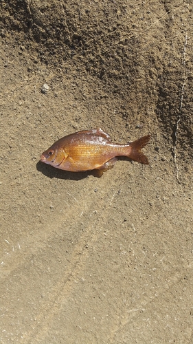 ウミタナゴの釣果