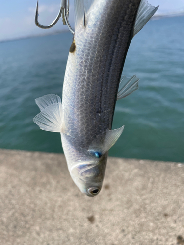 ボラの釣果