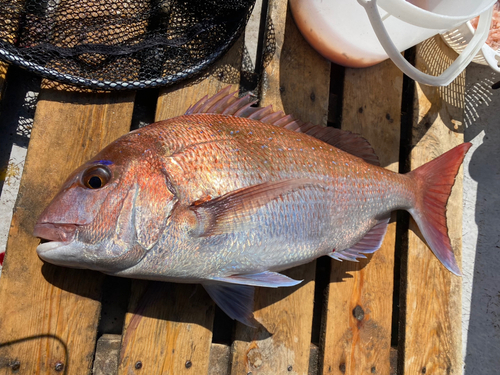 マダイの釣果