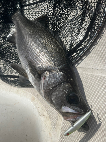 ヒラスズキの釣果