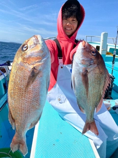 マダイの釣果