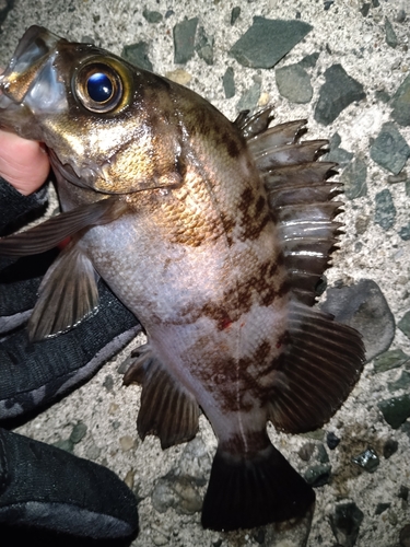 メバルの釣果