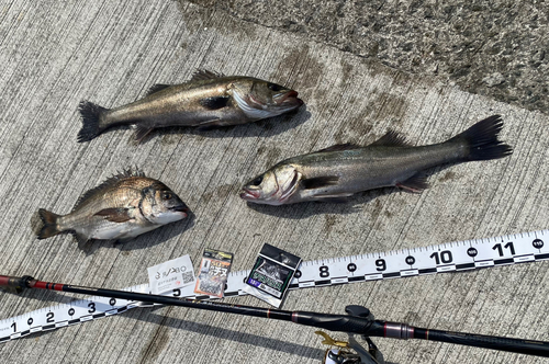 ハネ（マルスズキ）の釣果