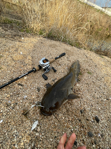 ナマズの釣果