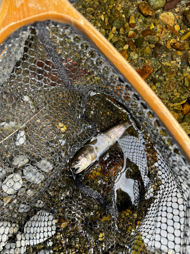 ヤマメの釣果